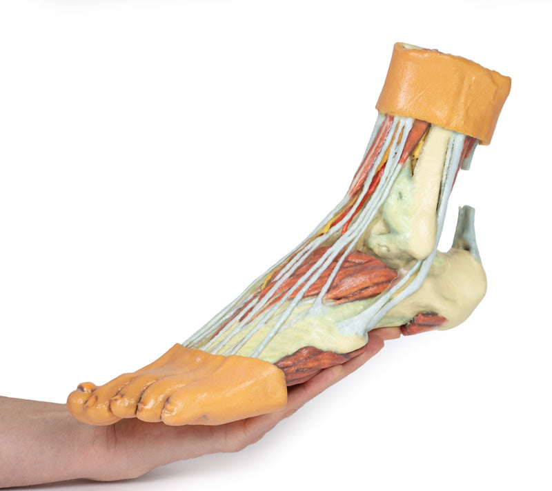 Fod - Strukturer af plantaroverfladen