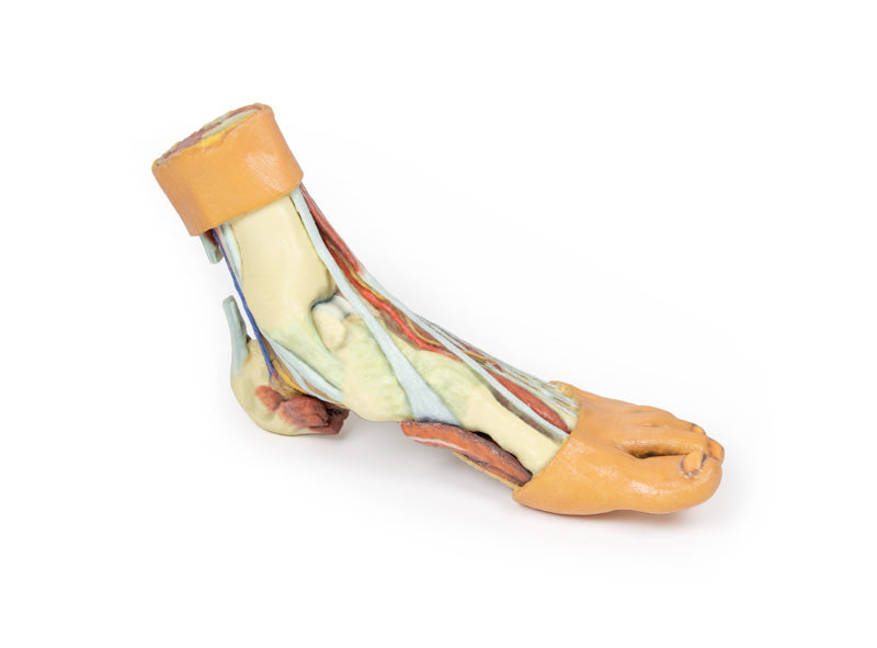 Fod - Strukturer af plantaroverfladen