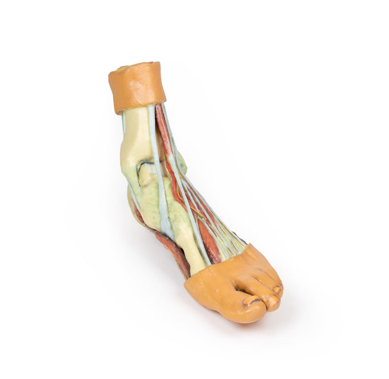 Fod - Strukturer af plantaroverfladen