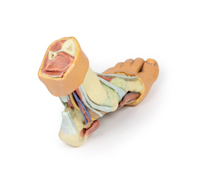 Fod - Strukturer af plantaroverfladen