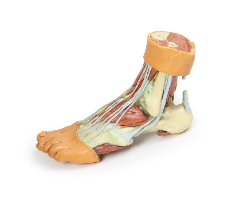 Fod - Strukturer af plantaroverfladen
