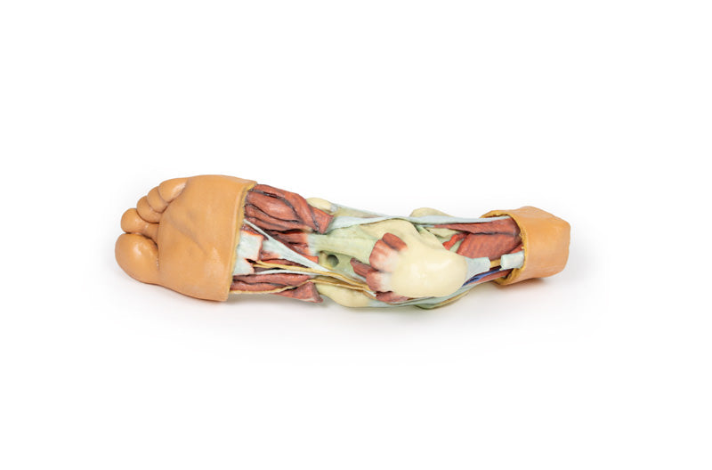 Fod - Strukturer af plantaroverfladen