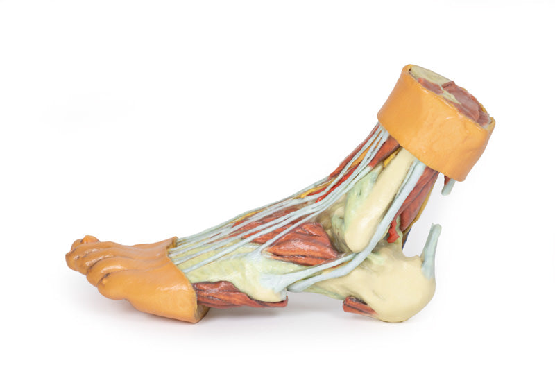 Fod - Strukturer af plantaroverfladen