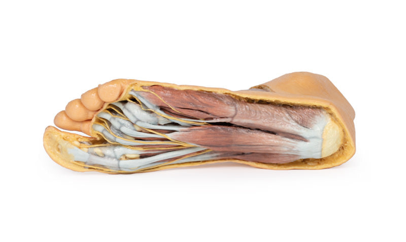 Fod - Plantar overflade & overfladisk dissektion på dorsum