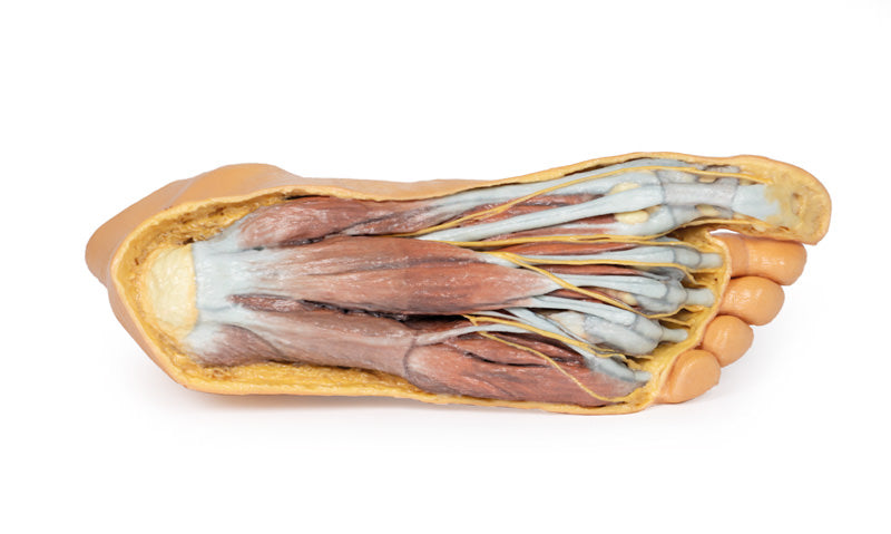 Fod - Plantar overflade & overfladisk dissektion på dorsum