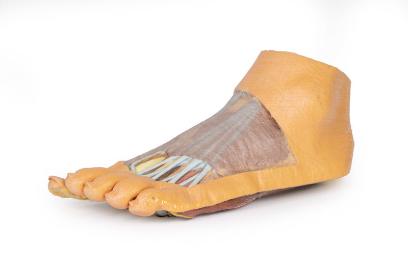 Fod - Plantar overflade & overfladisk dissektion på dorsum