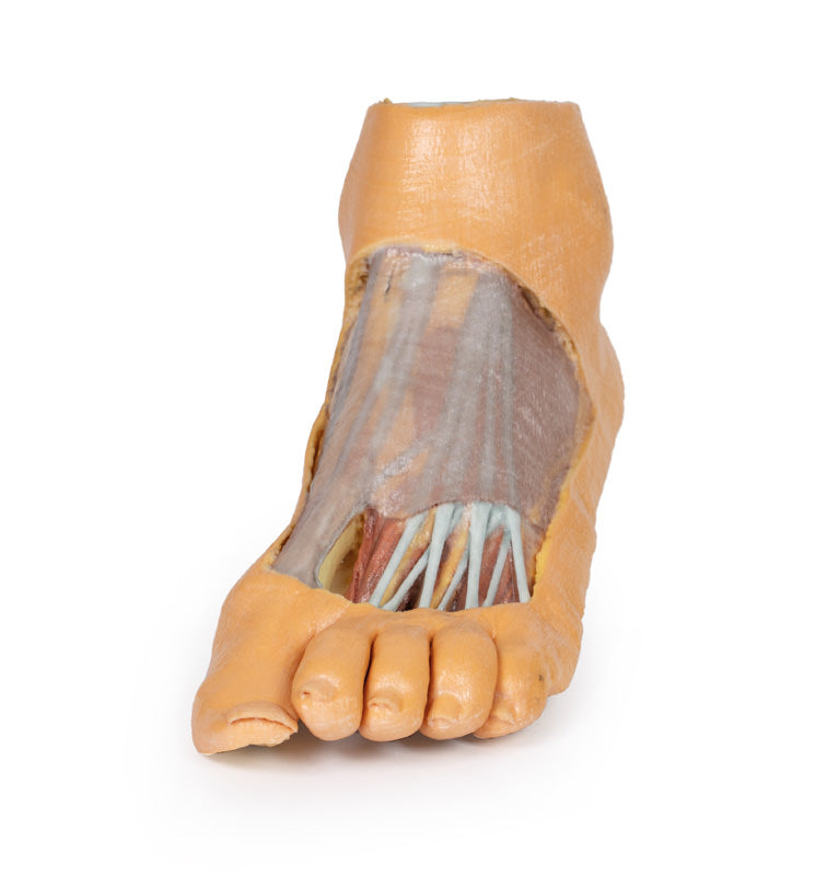 Fod - Plantar overflade & overfladisk dissektion på dorsum