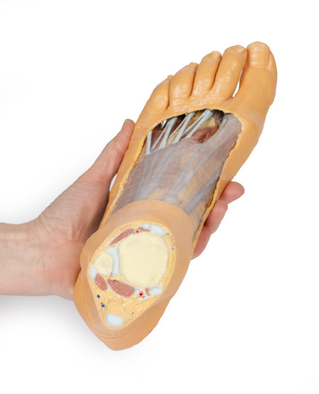 Fod - Plantar overflade & overfladisk dissektion på dorsum