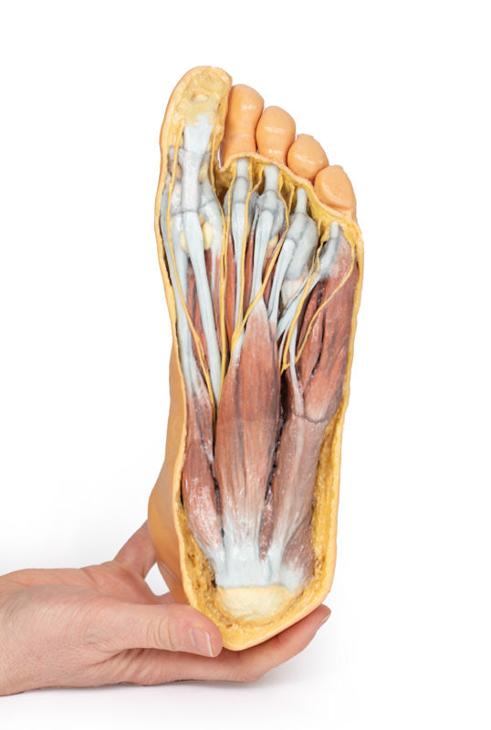 Fod - Plantar overflade & overfladisk dissektion på dorsum