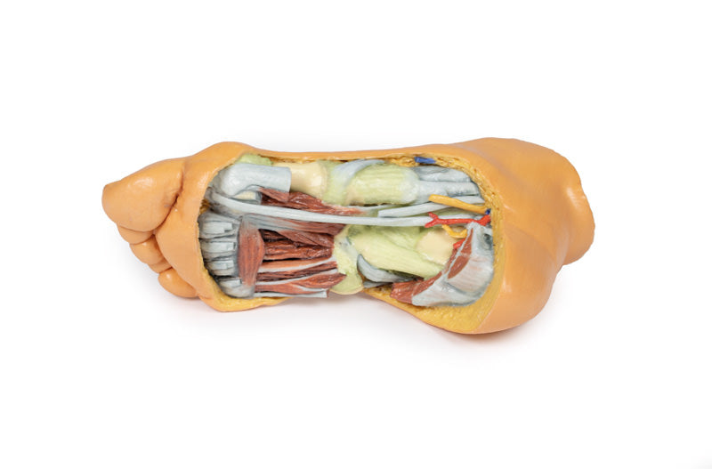 Fod - Dybe plantarstrukturer
