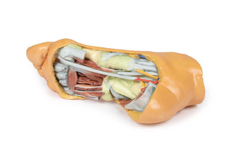 Fod - Dybe plantarstrukturer