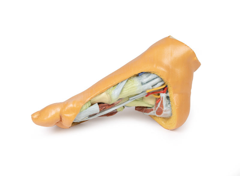 Fod - Dybe plantarstrukturer