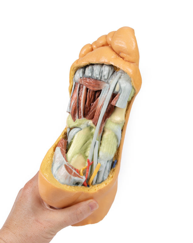 Fod - Dybe plantarstrukturer