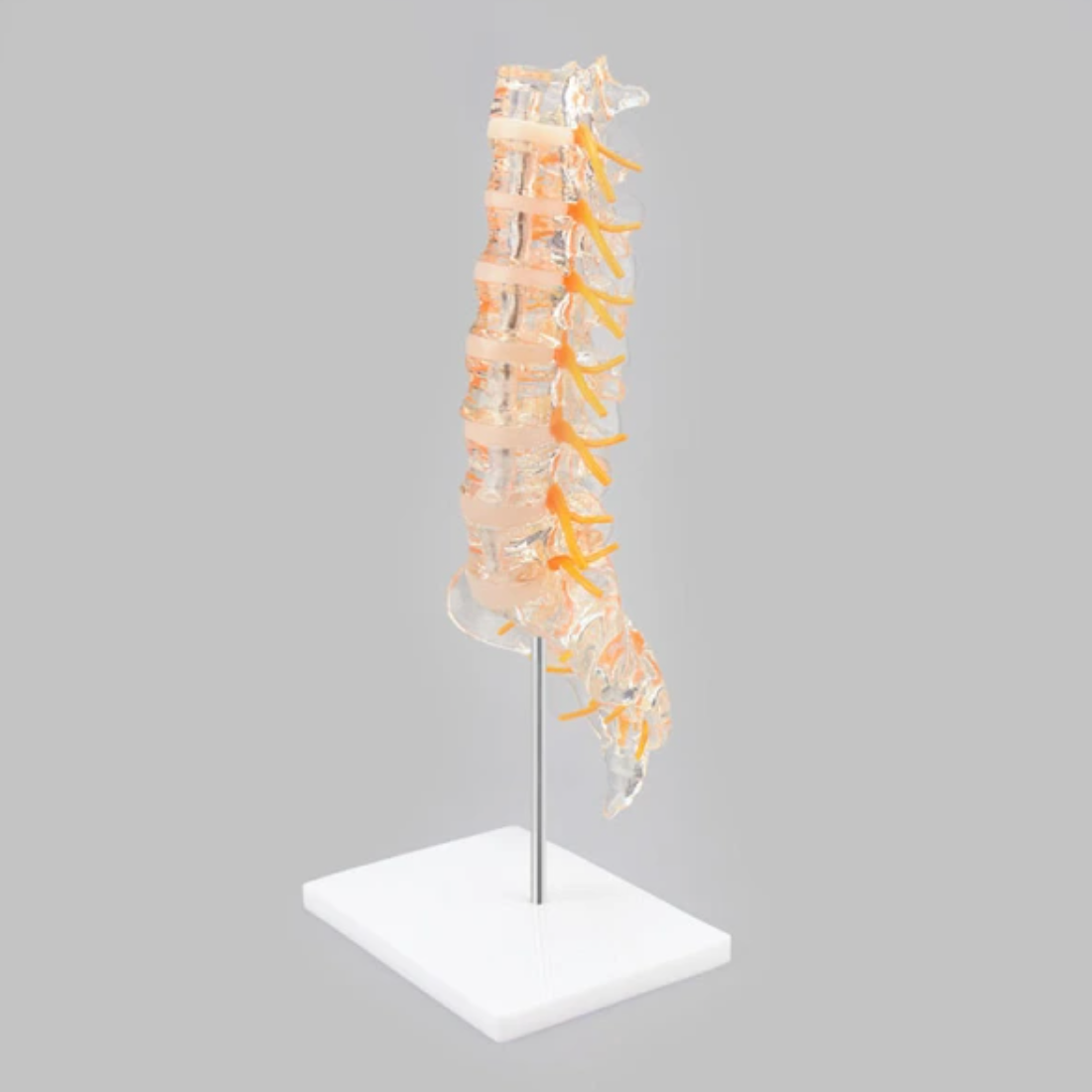 Transparent and flexible model of the lumbar spine, sacrum and coccyx with nerves