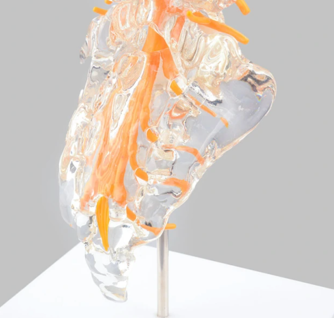 Transparent and flexible model of the lumbar spine, sacrum and coccyx with nerves