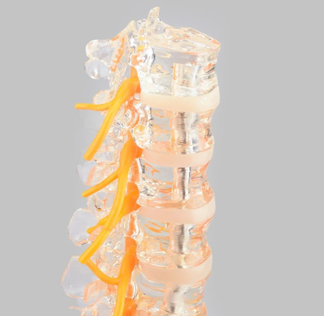 Transparent and flexible model of the lumbar spine, sacrum and coccyx with nerves