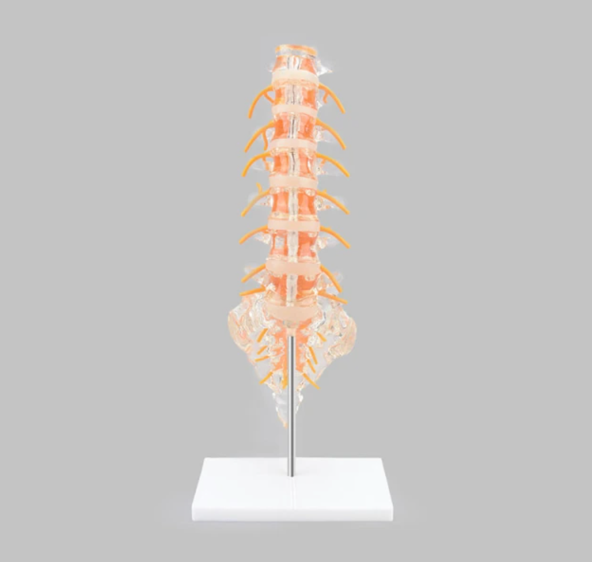 Transparent and flexible model of the lumbar spine, sacrum and coccyx with nerves