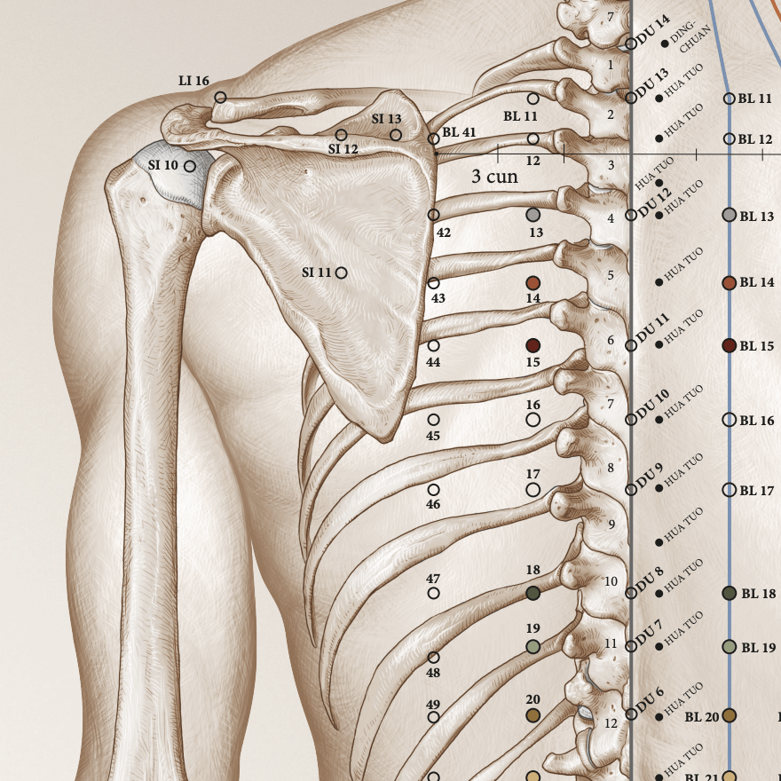 Akupunkturplakat af Christian Slot Studieversionen - eAnatomi