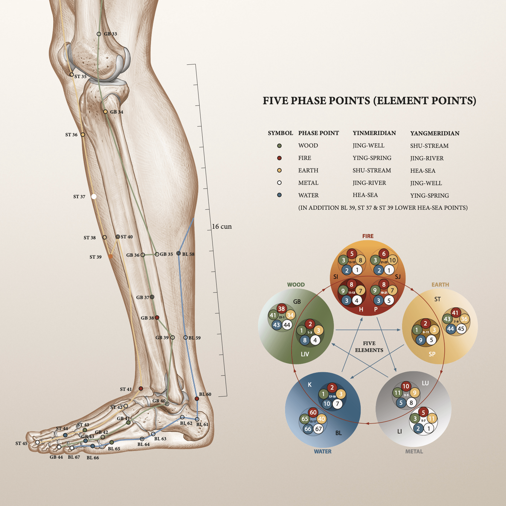 Akupunkturplakat af Christian Slot Studieversionen - eAnatomi