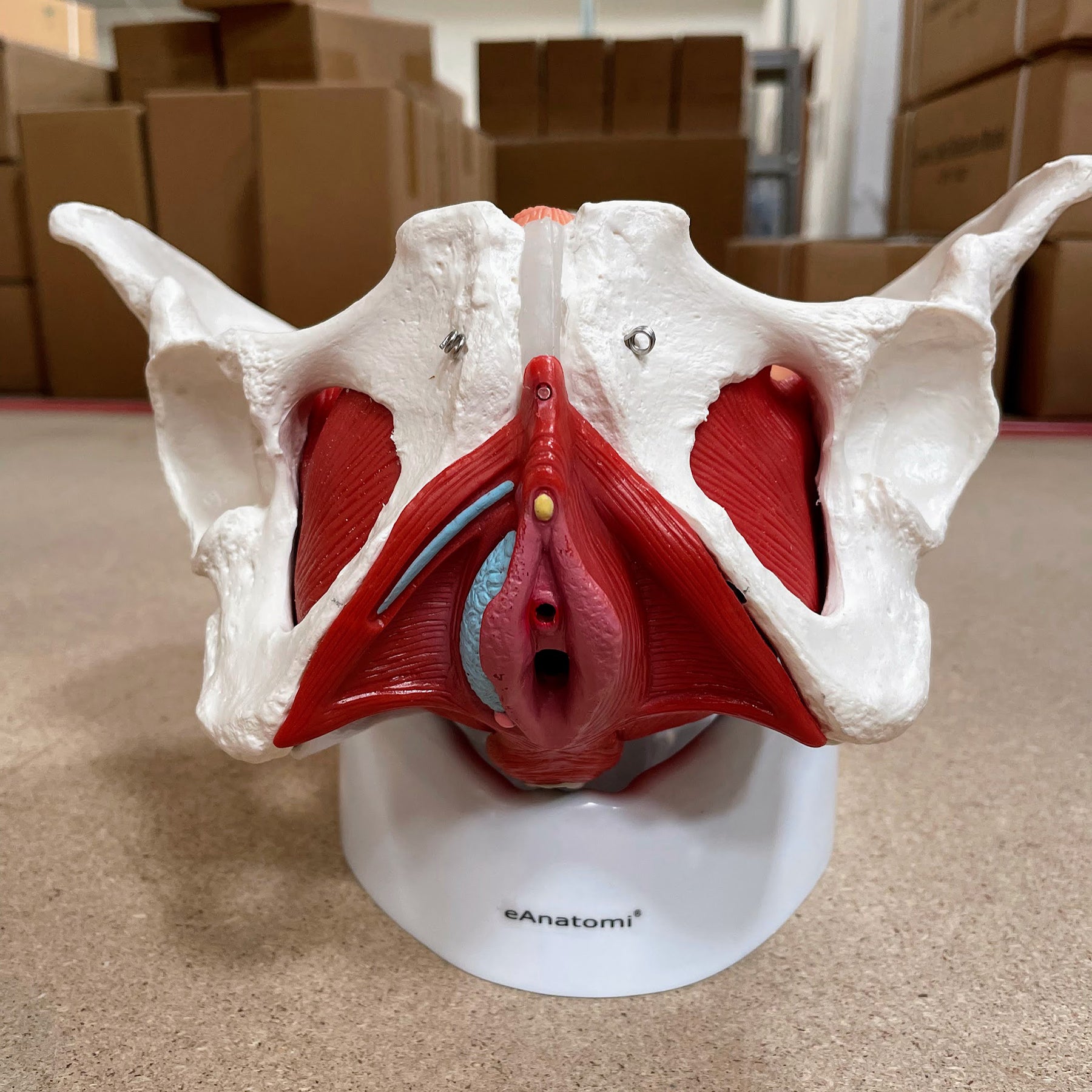 Bækken m. kønsorganer, kvinde - eAnatomi