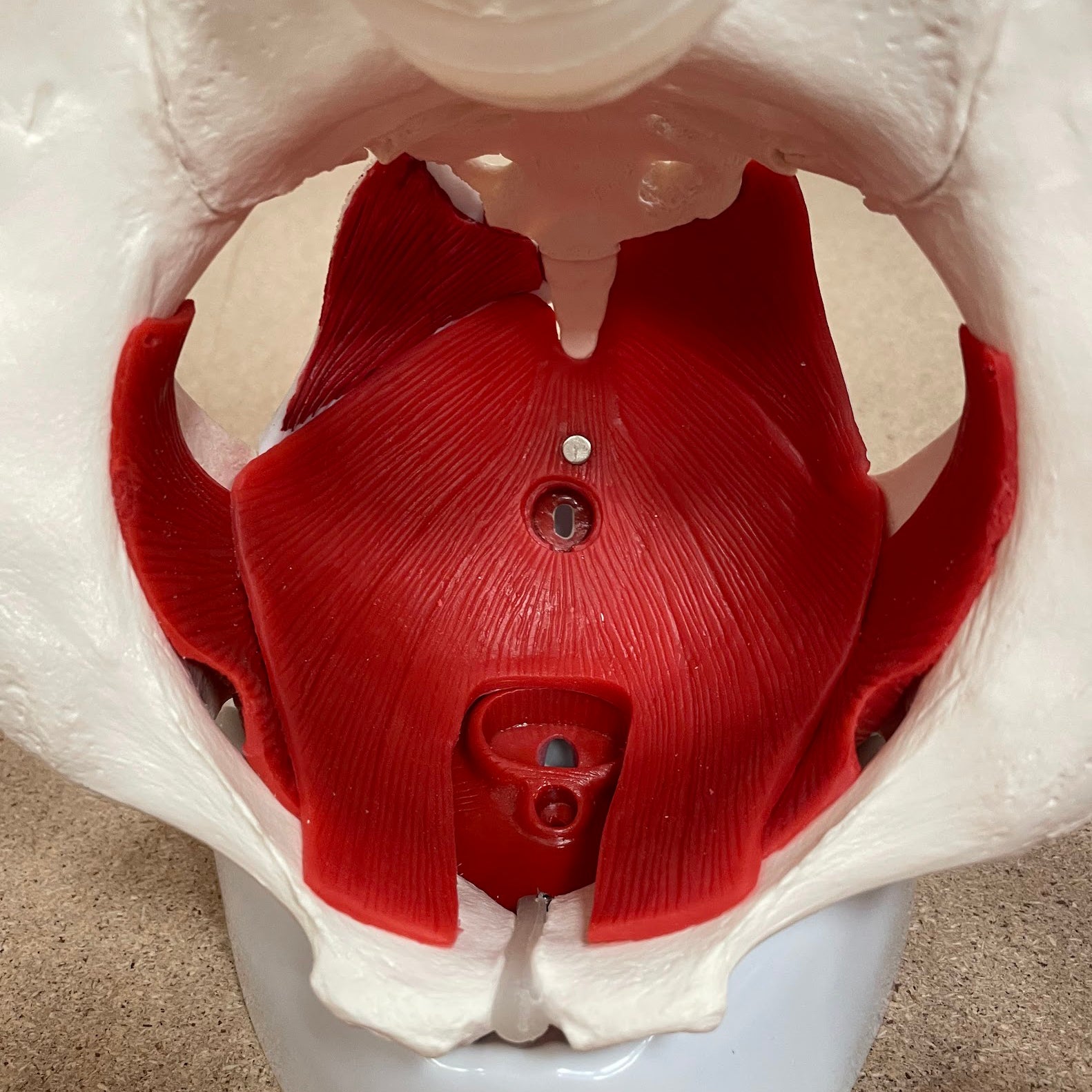 Bækken m. kønsorganer, kvinde - eAnatomi