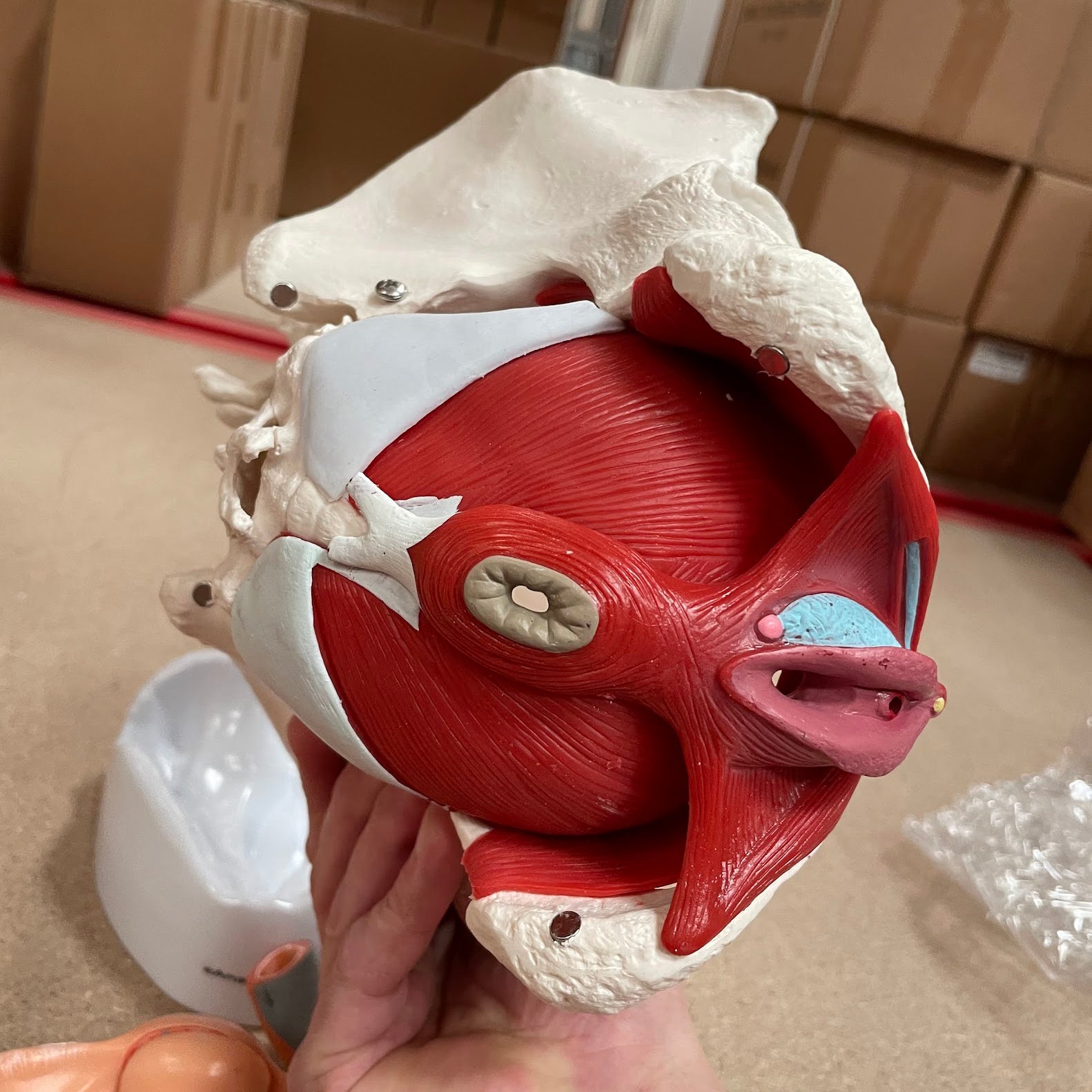 Bækken m. kønsorganer, kvinde - eAnatomi