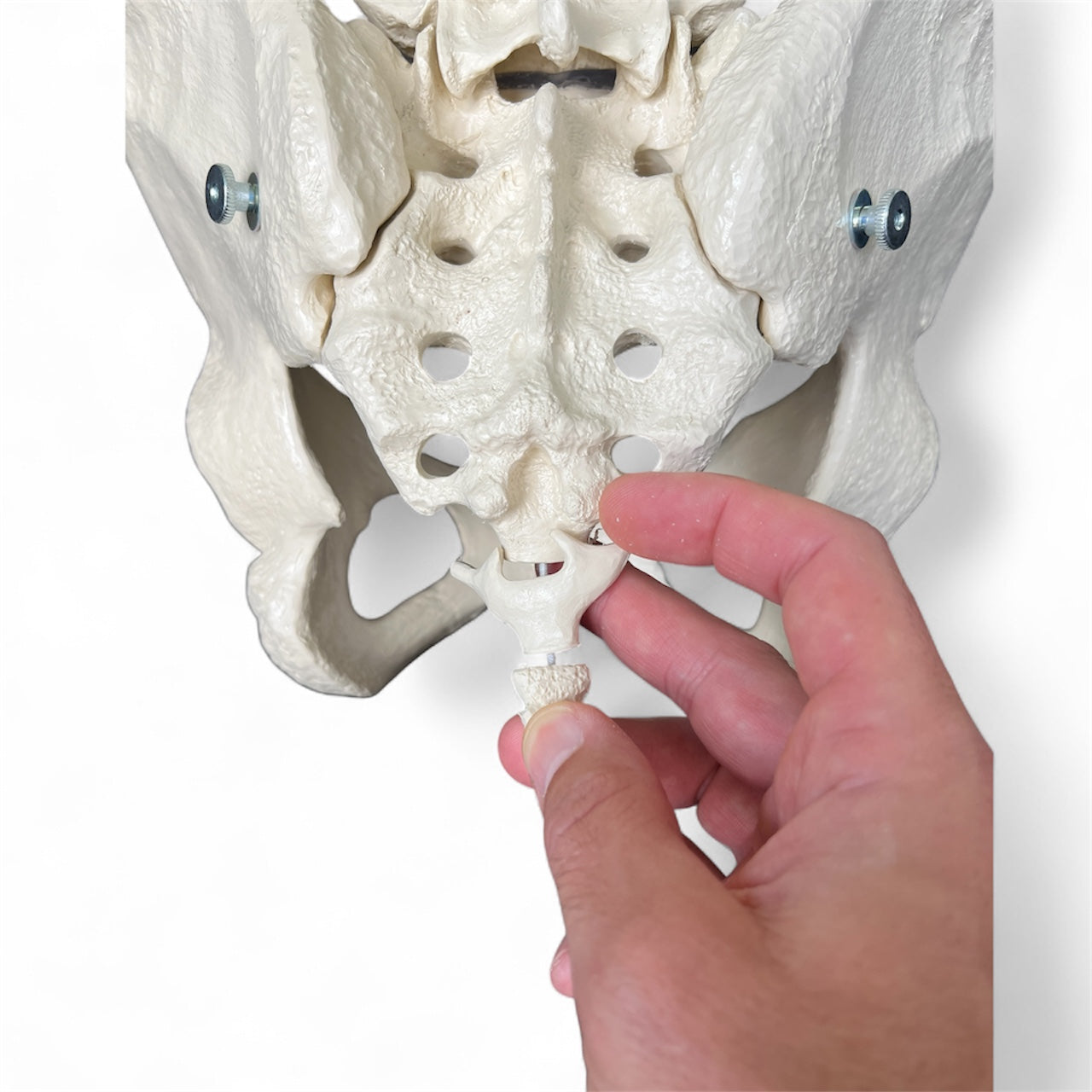 Bækkenmodel der viser knogler og led i kvindens bækken