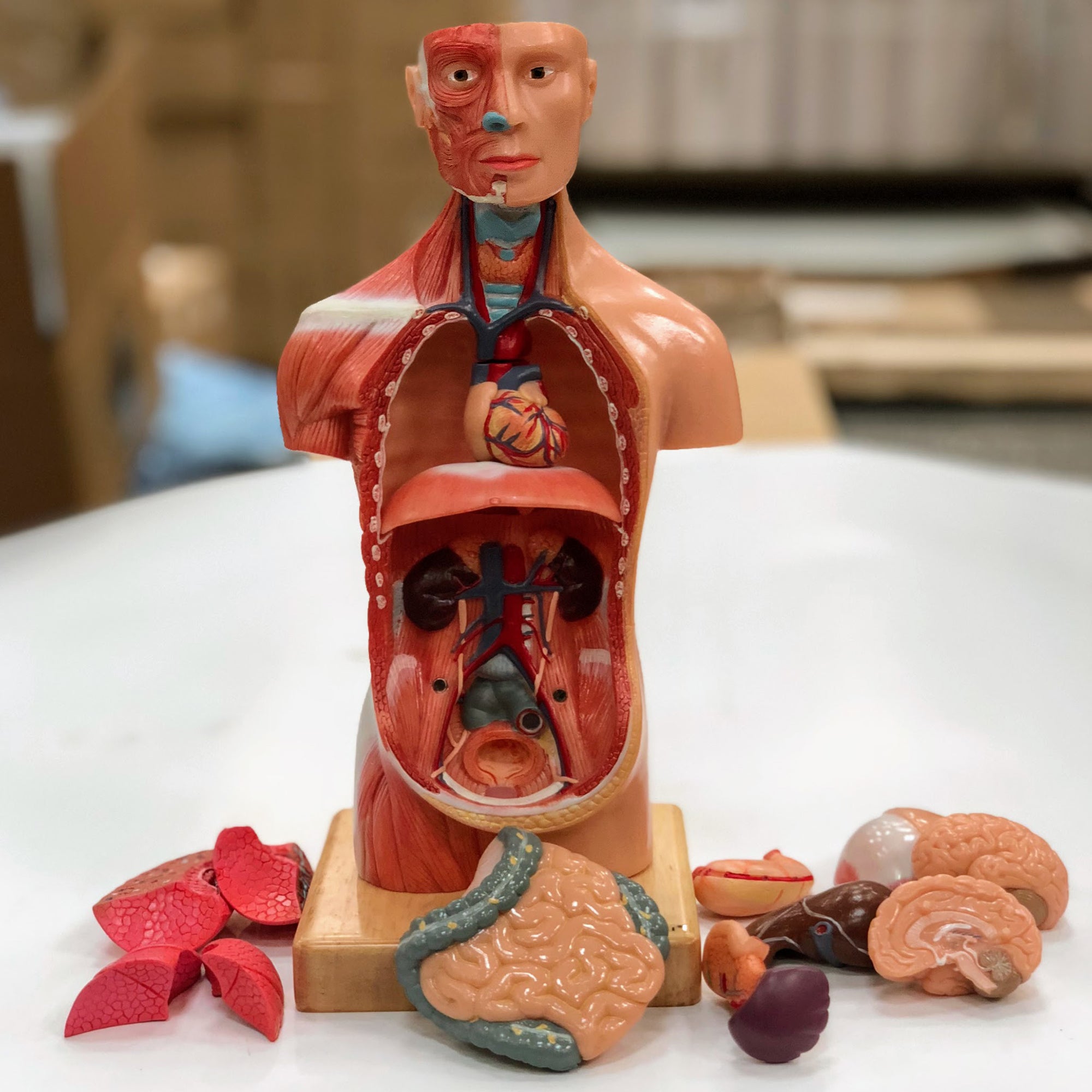 Miniature torso, kønsløs, 14 dele, 26 cm - eAnatomi