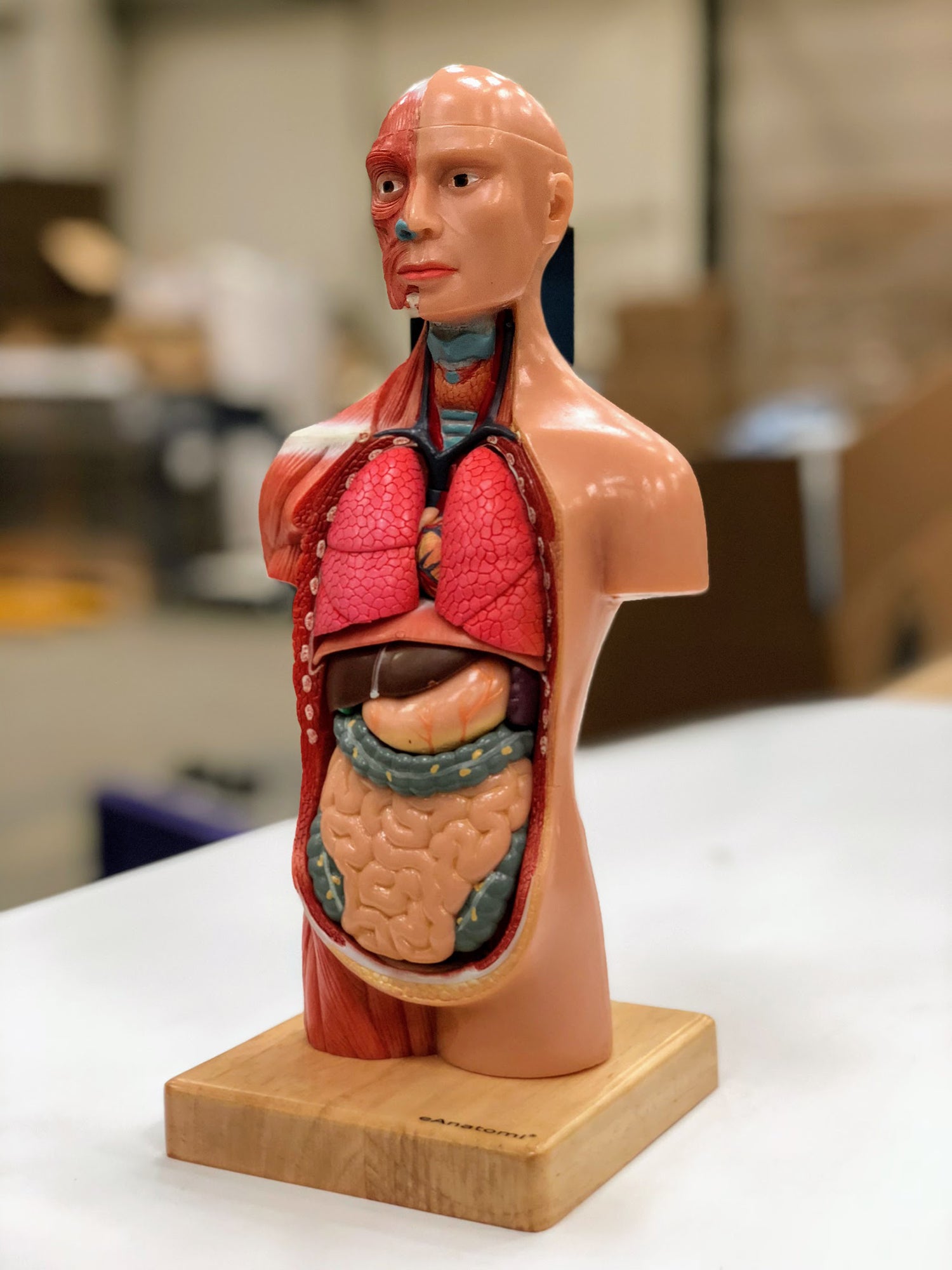 Miniature torso, kønsløs, 14 dele, 26 cm - eAnatomi