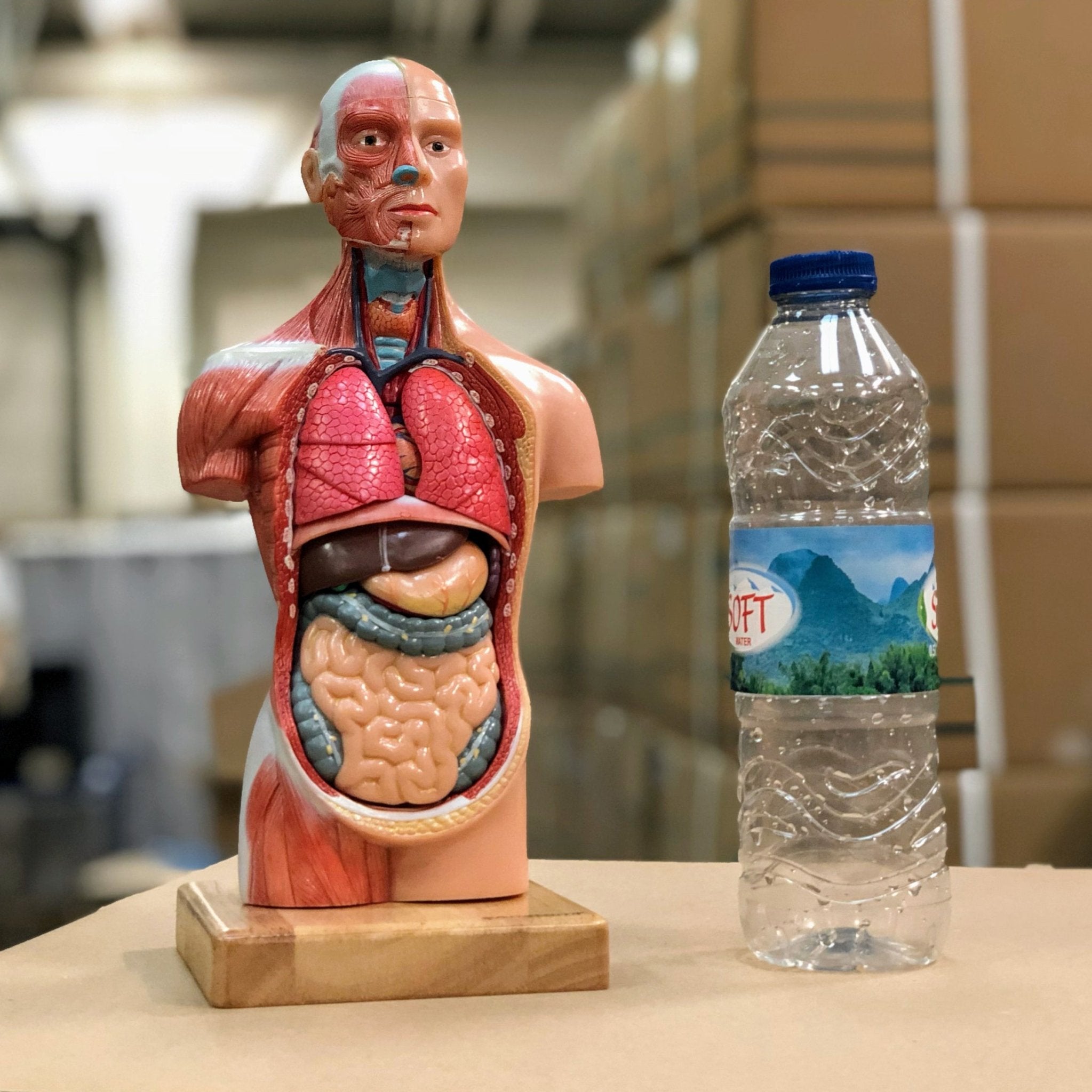 Miniature torso, kønsløs, 14 dele, 26 cm - eAnatomi