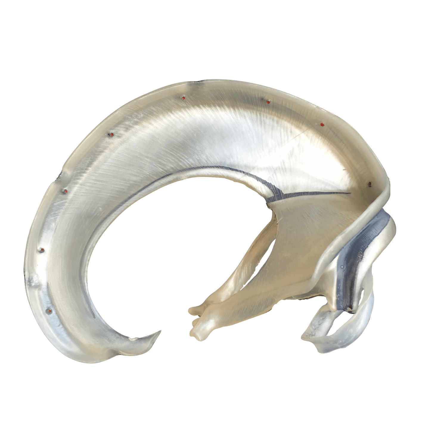 Udsnit af dura mater - eAnatomi