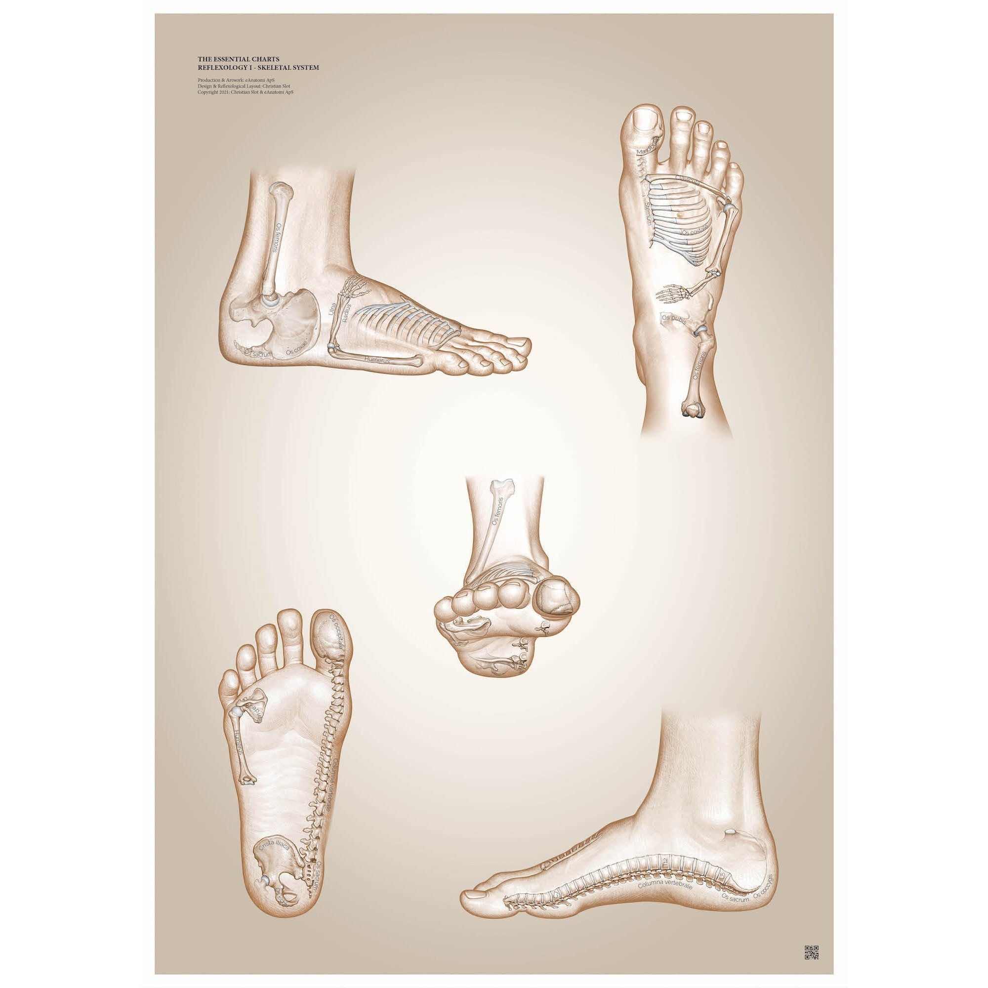 Plakat om muskulær zoneterapi - Skeletsystemet af Christian Slot - eAnatomi