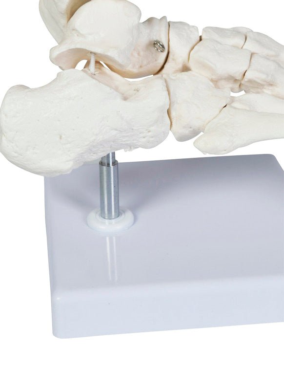 Fodskelet m. fleksibelt ankelled - eAnatomi