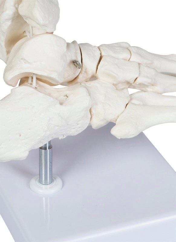 Fodskelet m. fleksibelt ankelled - eAnatomi