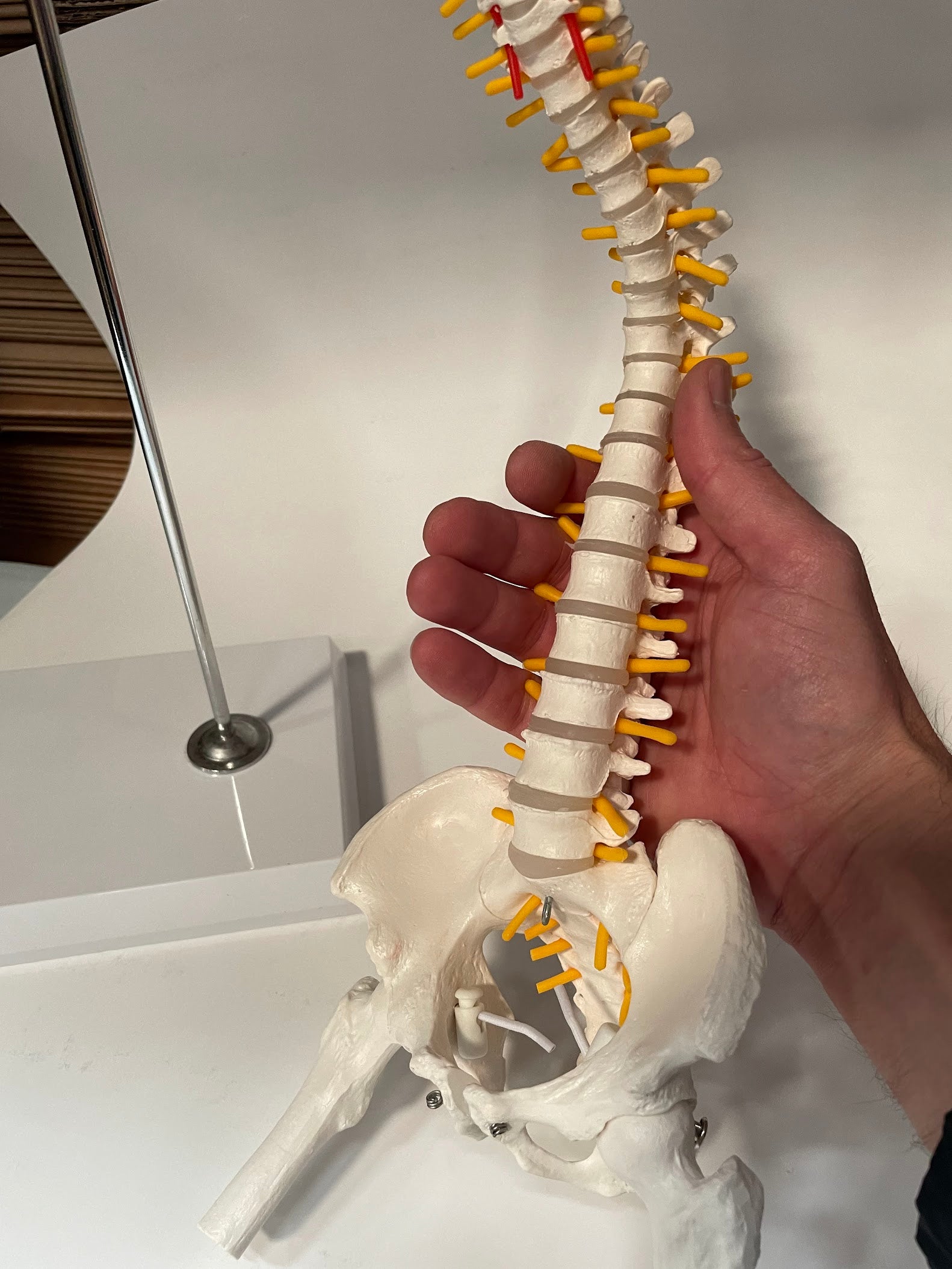 Miniature rygsøjle m. nerver, 40 cm - eAnatomi