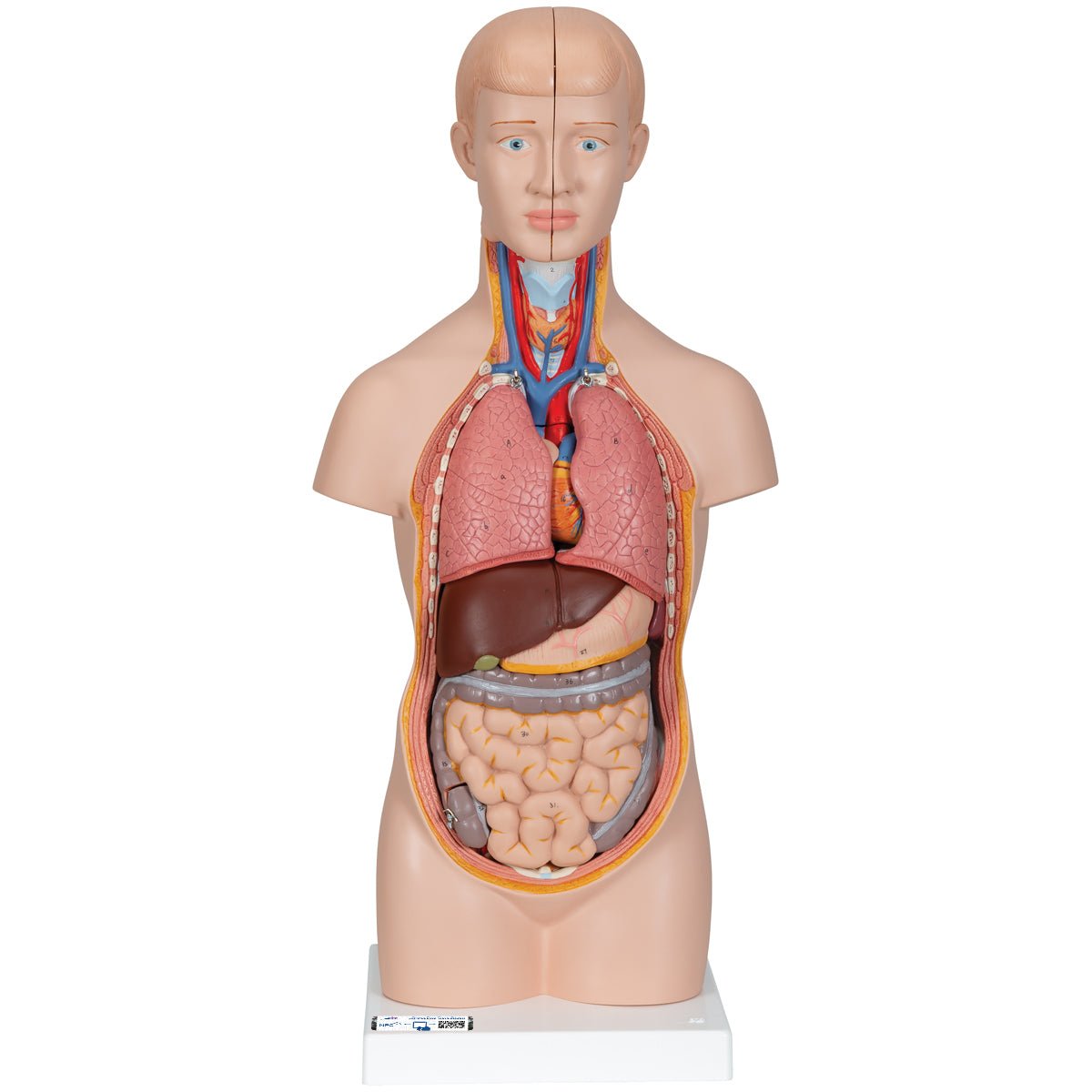 Torso, kønsløs, 12 dele - eAnatomi