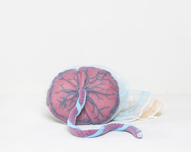 Fosterdukke m. moderkage og dens hinder og navlestreng - eAnatomi