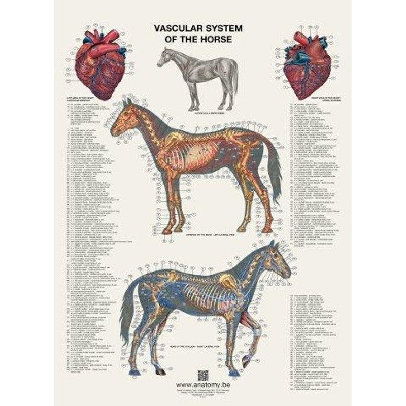 Plakat med hestens hjerte og blodkar på latin og engelsk - latin - eAnatomi