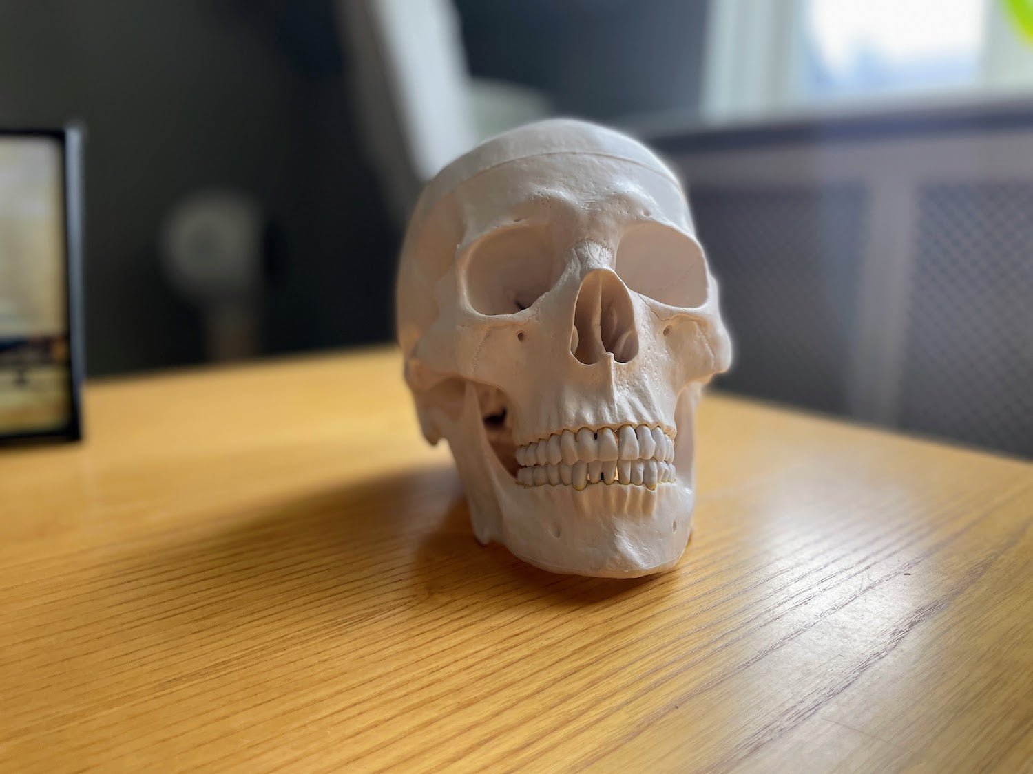 Standard kranie, 2 dele - eAnatomi