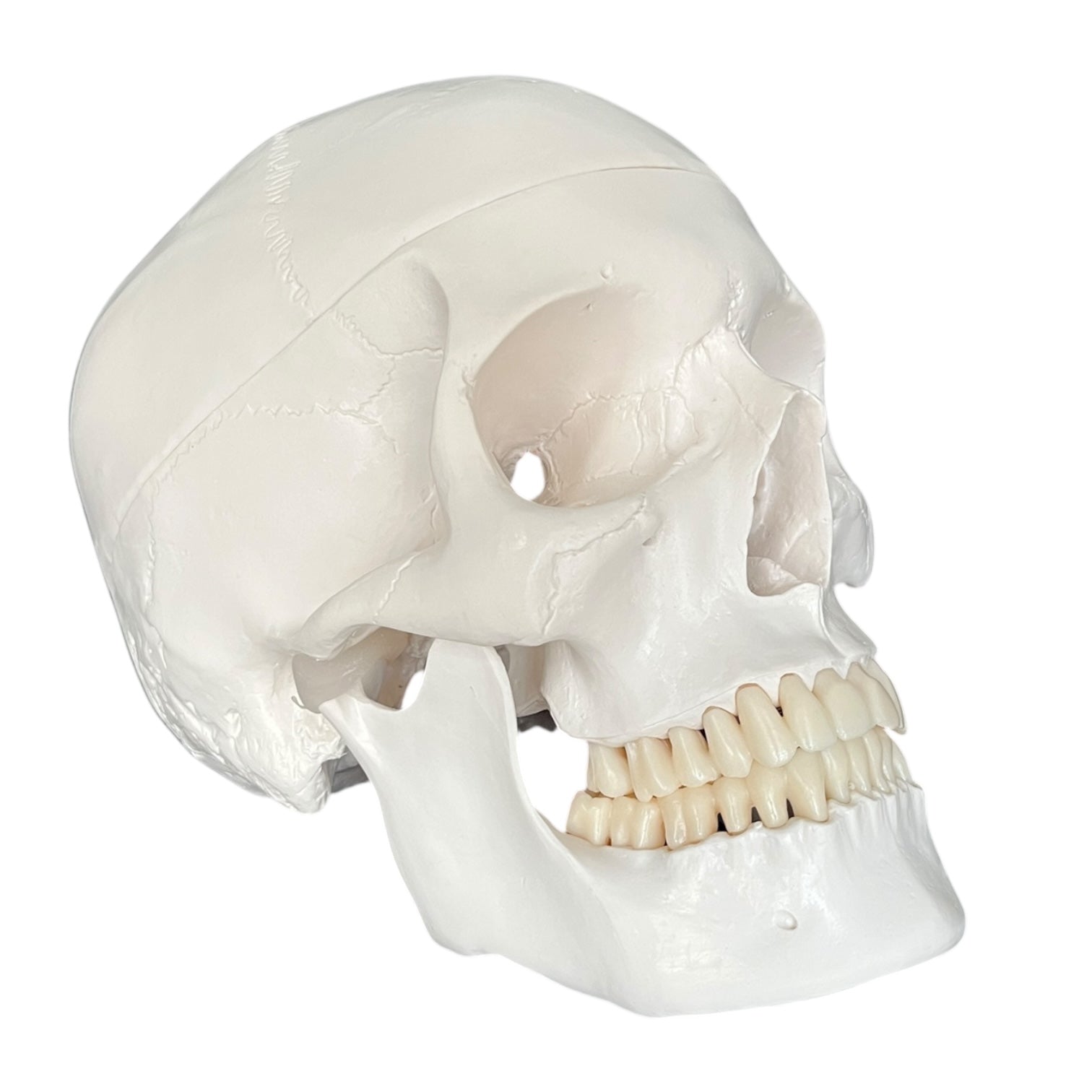 Klassisk kranie, anatomisk model i 3 dele