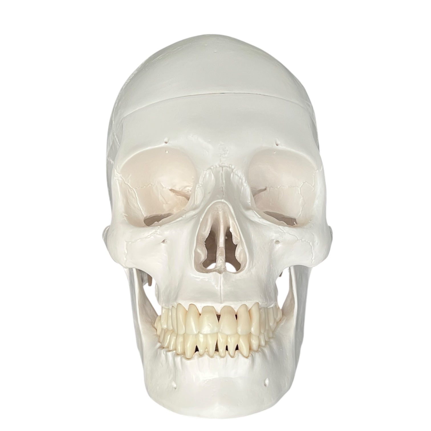 Klassisk kranie, anatomisk model i 3 dele