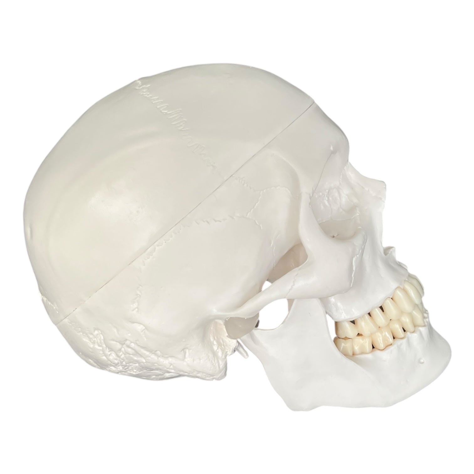 Klassisk kranie, anatomisk model i 3 dele