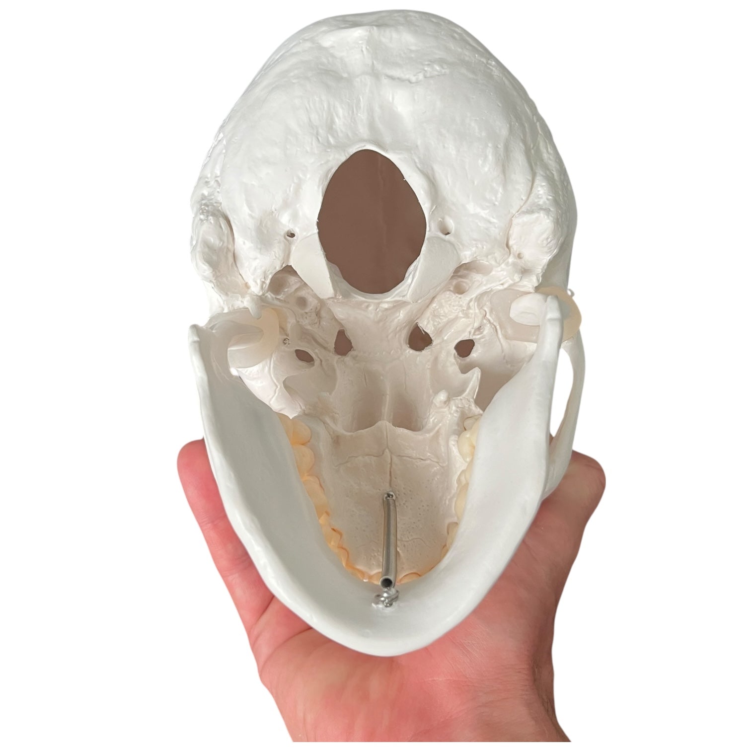 Klassisk kranie, anatomisk model i 3 dele