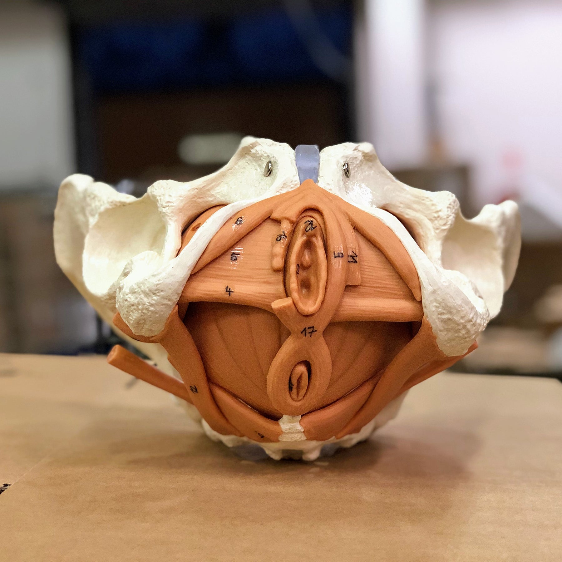 Fleksibel bækken m. muskler - eAnatomi