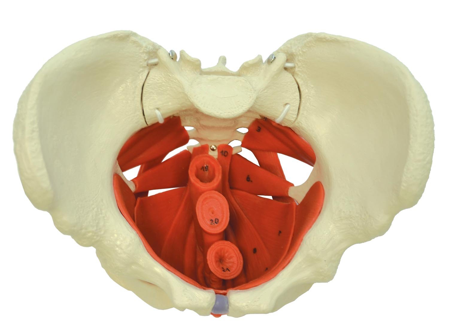 Fleksibel bækken m. muskler - eAnatomi