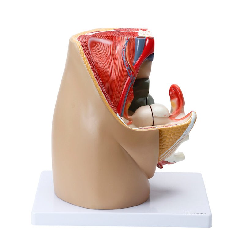 Bækken m. kønsorganer, kvinde, 3 dele - eAnatomi