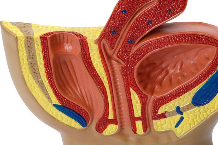 Kønsorganer, kvinde, 15 cm - eAnatomi