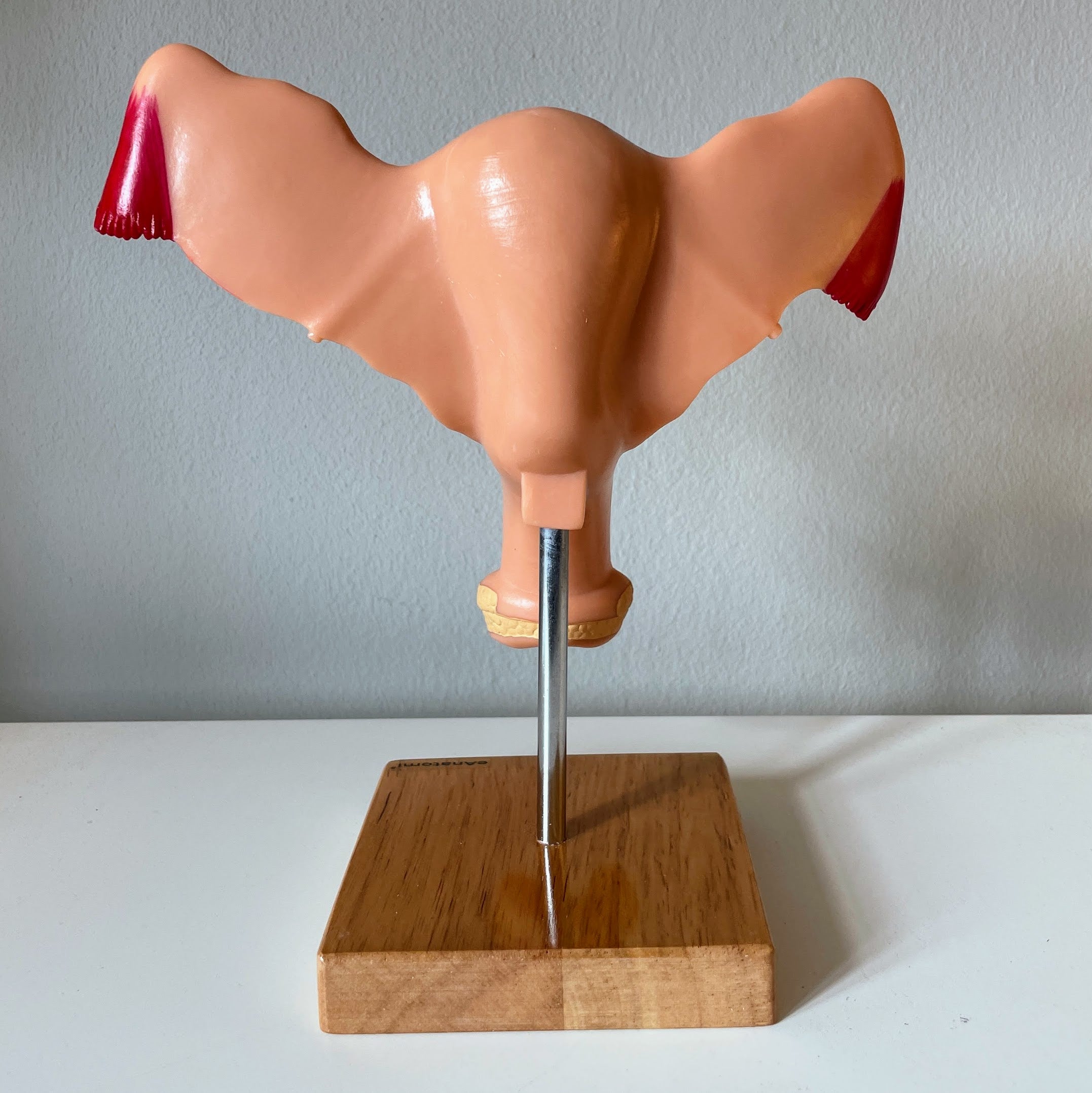 Livmoder m. æggestokke - eAnatomi