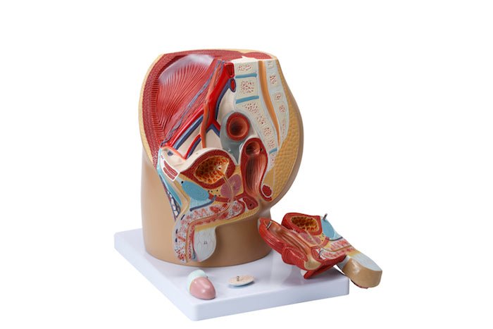 Bækken m. kønsorganer, mand, 4 dele - eAnatomi