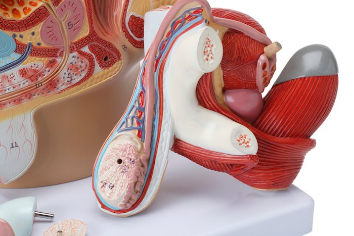 Bækken m. kønsorganer, mand, 4 dele - eAnatomi